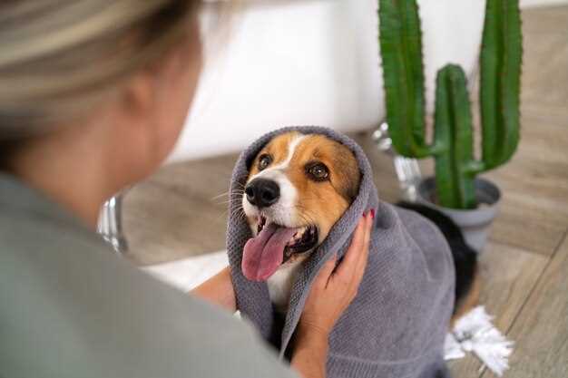 Что делать, если у собаки обнаружили дерматит, и как его вылечить